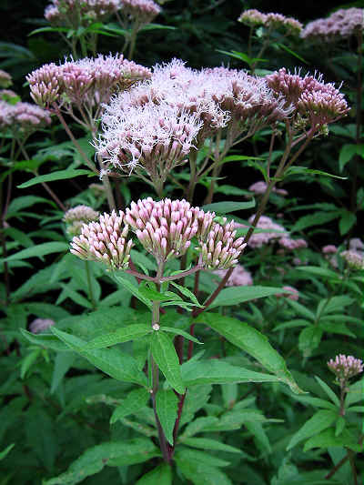 Hemp-agrimony