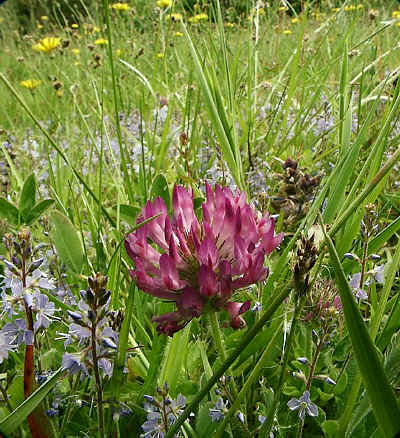 Clover and Heath Speedwell in Section 6.