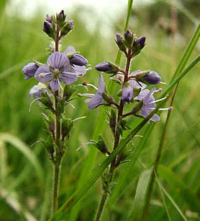 Heath Speedwell