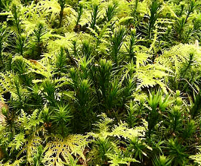 Polytrichum formosum and Thuidium tamarascinum.