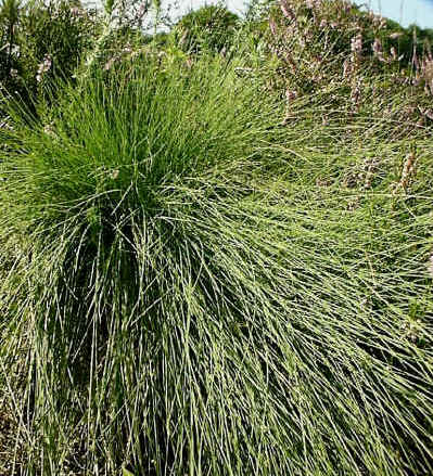 Purple Moor Grass.