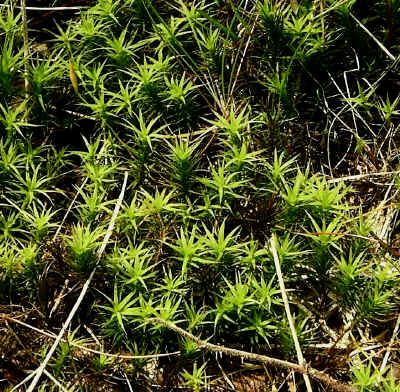 Polytrichum formosum.