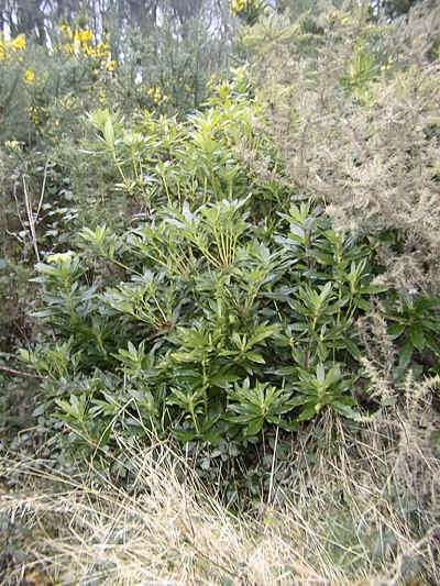 Rhododendron ponticum