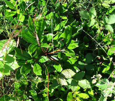 Rhododendron ponticum