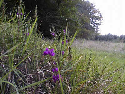 Bell Heather in Section 2.