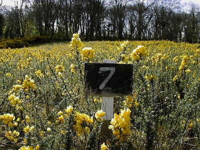 Gorse in full flower in section 7.