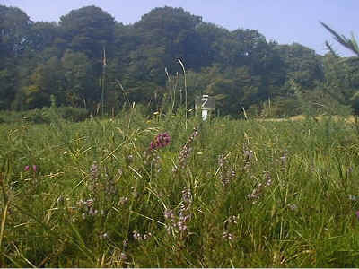 Bell Heather and Heather in the foreground, on Section 7 September 1999.