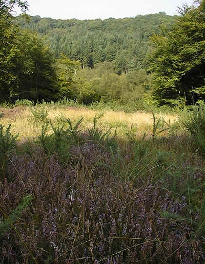 Section 9  September 1999 - Heather and gorse in the foreground.