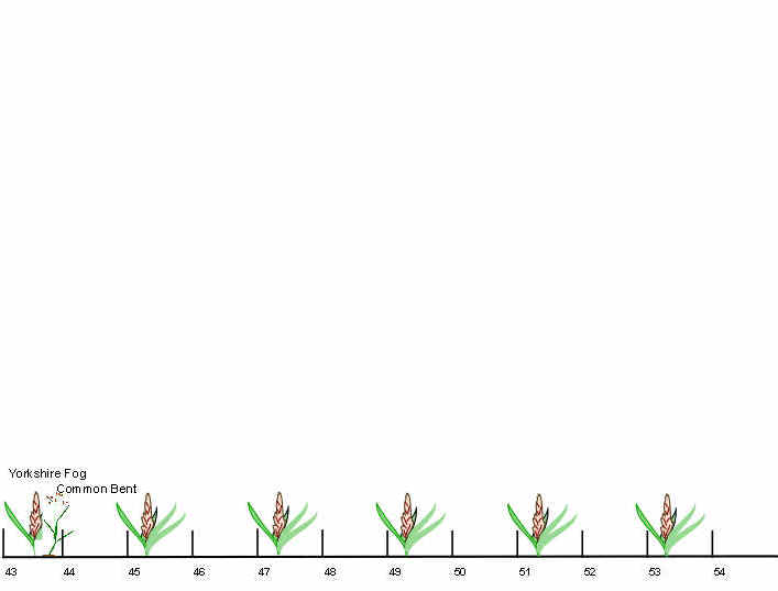 section4_transect.JPG (20597 bytes)