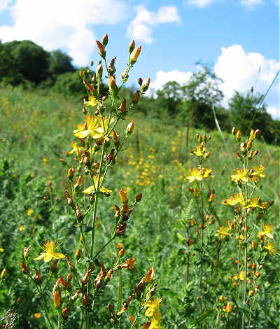 Slender St John's-wort