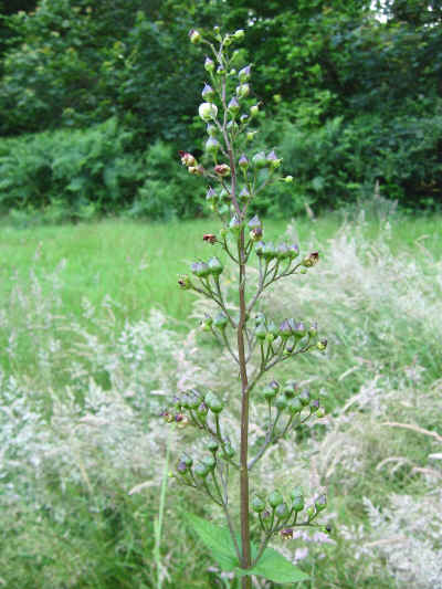 Common Figwort.