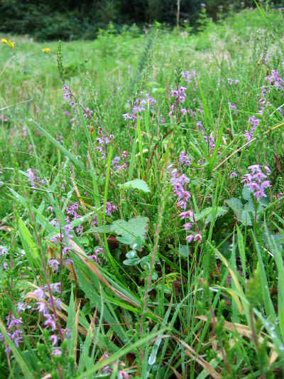 Heather and Bell Heather in section 4.