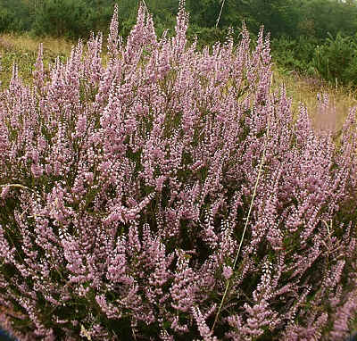 Heather - Calluna vulgaris