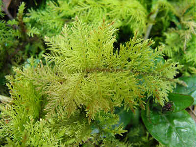 Thuidium tamarascinum