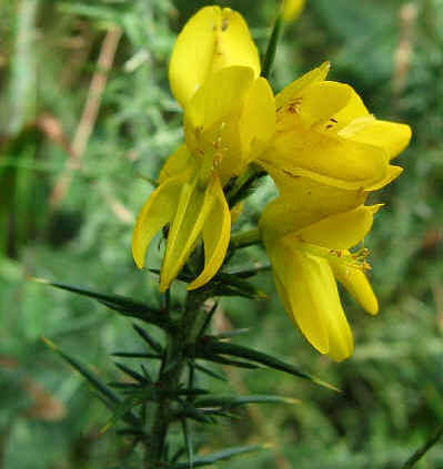 Western Gorse in Section 5.