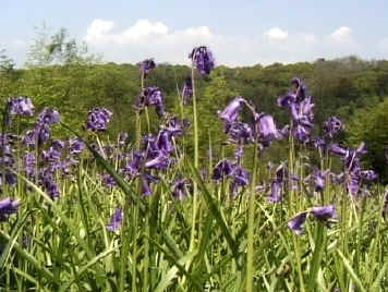 Bluebells on the project site.