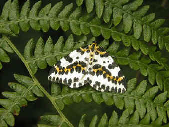 Magpie Moth on Bracken.