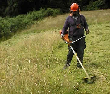 Brushcutting in section 6.