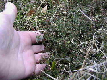 Regenerating Heather.