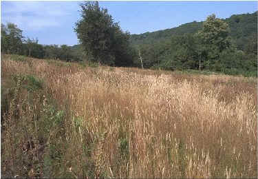 View looking north across the project site from section 6.