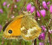 Gatekeeper Butterfly