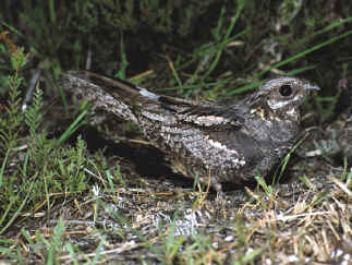 Nightjar, Caprimulgus europaeus. Image courtesy of the RSPB