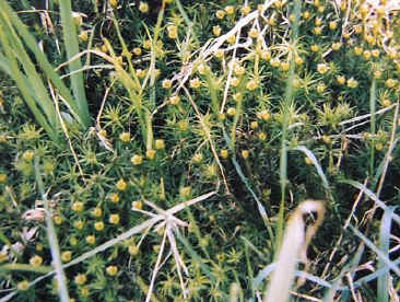Male 'flowers' (antheridial cups) of Polytrichum formosum, carpeting an area of the project site.