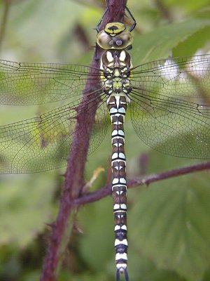 Hawker Dragonfly