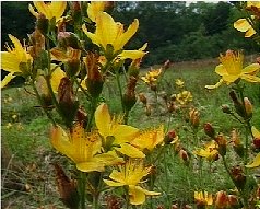 Slender St. John's-wort on the project site.