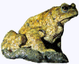 Toad.jpg (3263 bytes)