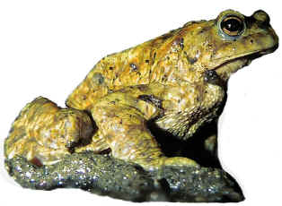 Toad.jpg (108916 bytes)