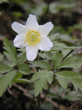 Wood Anemone - Anemone nemorosa.