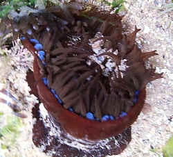 Beadlet Anemone