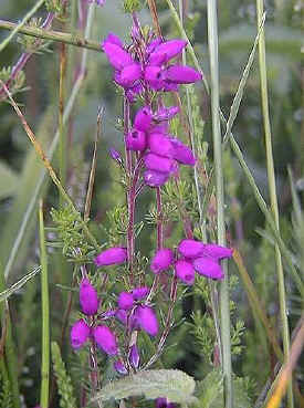 Bell Heather