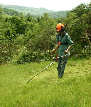 Brushcutting in section 6.