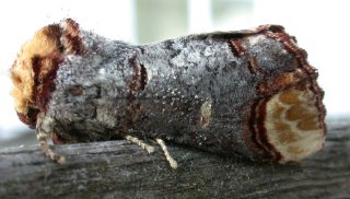 Buff Tip Moth