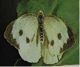 Large White