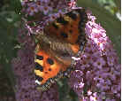 Small Tortoiseshell