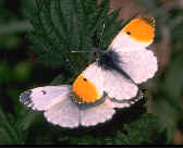 Orange Tip