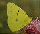 Clouded Yellow