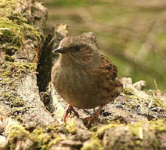 Garden Birds on Garden Birds In Britain Live Only For Around 1   To 1   Years