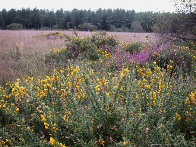 Much of East Devon would once have been covered in heathland.