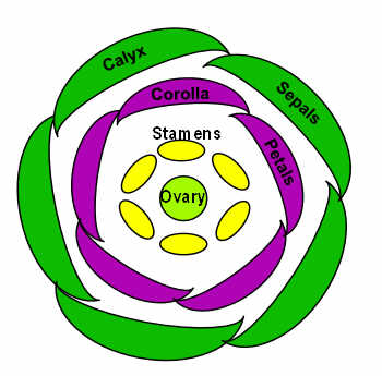 Diagram to illustrate flower structure