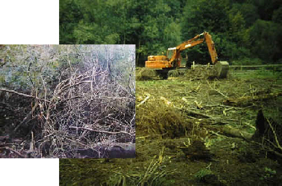 Clearing the project site, inset is the former rhododendron understorey.