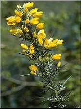 European Gorse