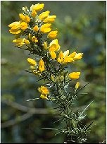 European Gorse