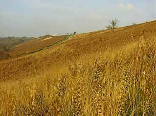 hart1.jpg (27220 bytes)