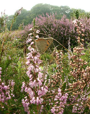 Blue Butterfly on Heather.