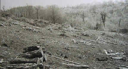 Clearance of the Heathland Restoration Project Site.