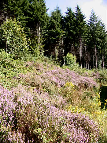 Heather behind the Centre's log cabin.